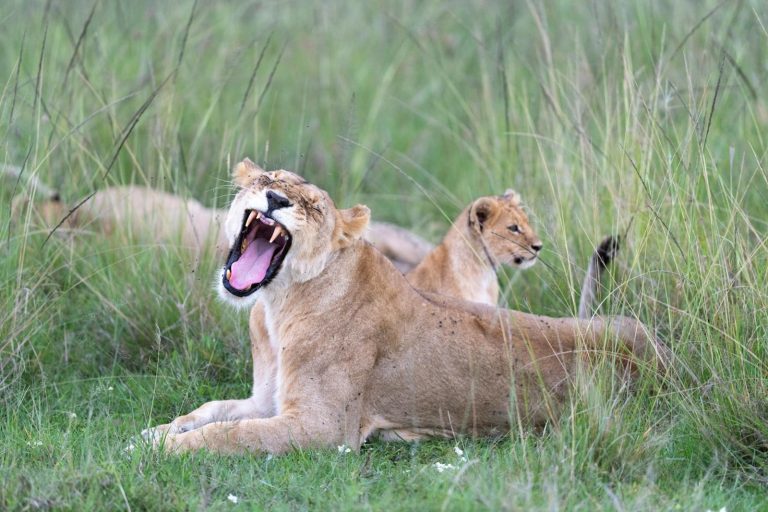 5 choses à savoir sur le Kenya