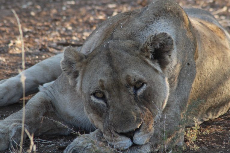 Les plus beaux safaris en Afrique : quel pays choisir ?
