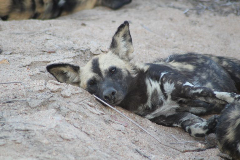 Safari en Afrique du Sud, l&rsquo;incontournable Kruger