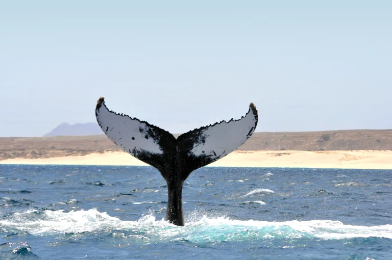 Boa Vista, entre dunes dorées et Atlantique turquoise