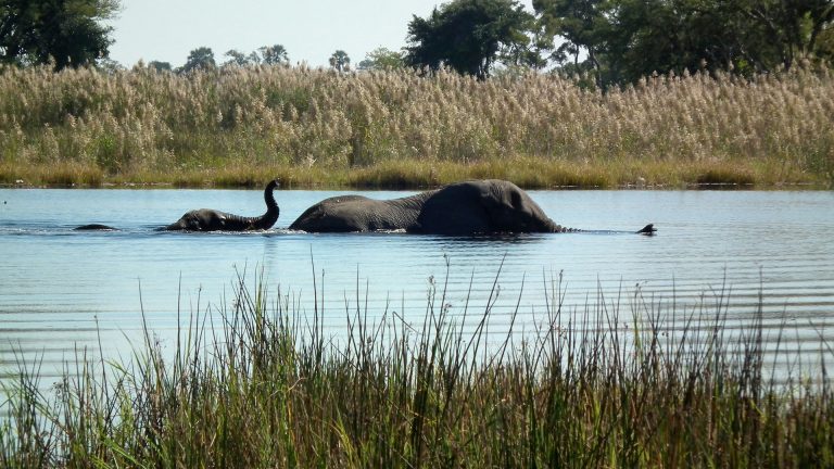 Botswana : l’aventure sauvage entre Okavango, Chobe et Pans salés