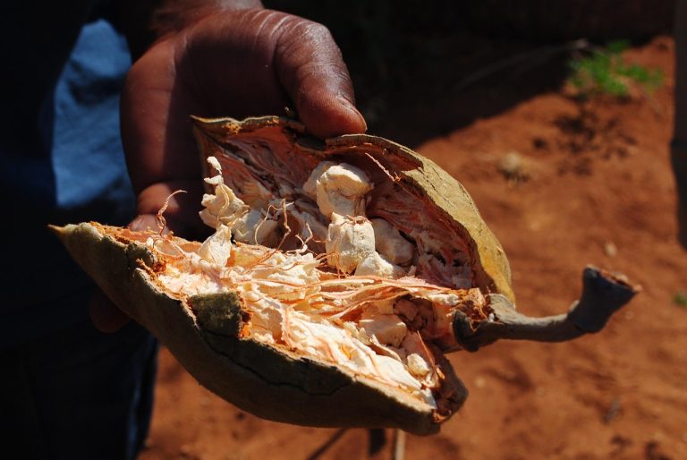 Cuisine africaine : tour d’horizon des saveurs et plats traditionnels