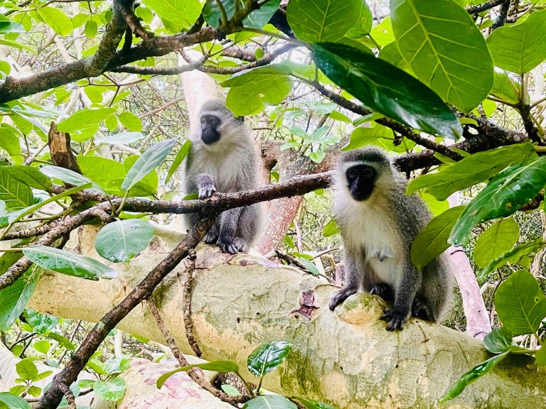 Un voyage en famille au cœur du KwaZulu-Natal