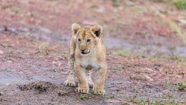 Voyager en Afrique avec des enfants ? Mais oui, bien sûr !!!!