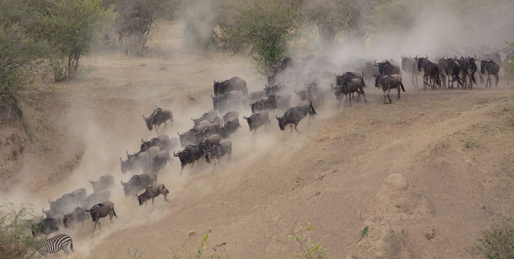 Majestic wildebeest herd surging through Kenya's dusty savanna landscape.