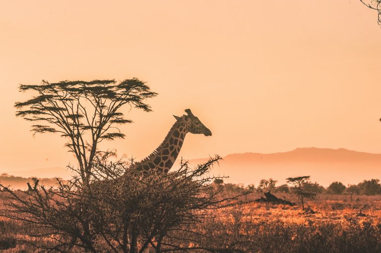 Kenya ou Tanzanie : comment choisir son safari ?